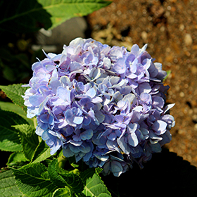 Plant Photo 3
