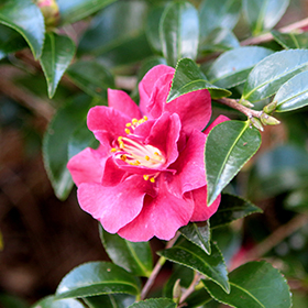 Plant Photo 6