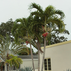 Plant Photo 1
