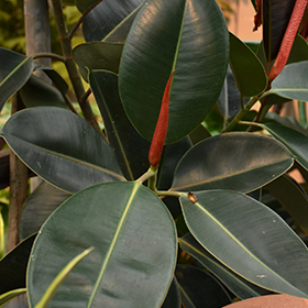 Plant Photo 10
