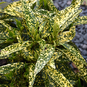 Plant Photo 9