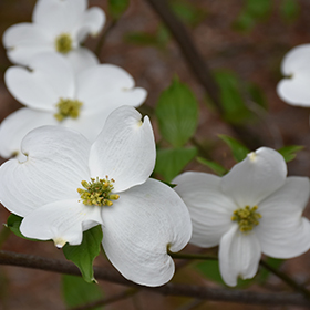 Plant Photo 6