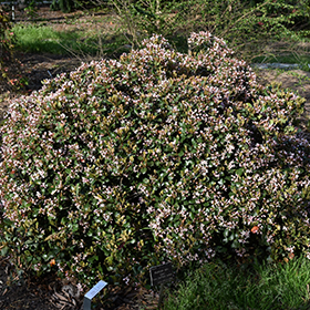 Plant Photo 3