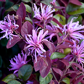 Plant Photo 5