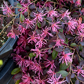 Plant Photo 6