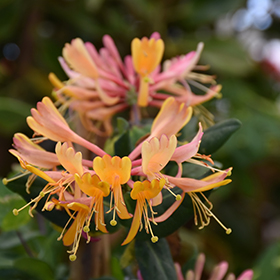 Plant Photo 1