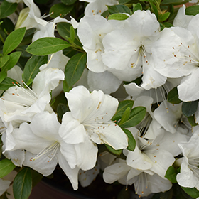 Plant Photo 10