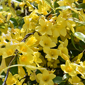 Plant Photo 1