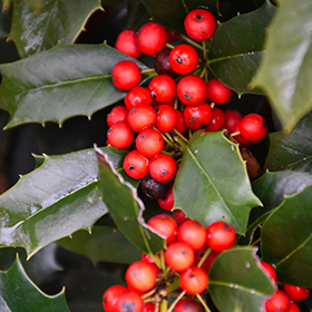 Plant Photo 2