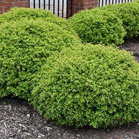 Plant Photo 6