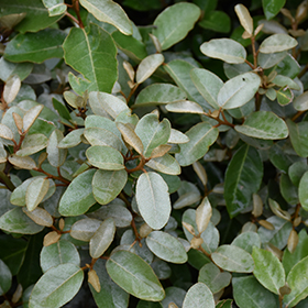 Plant Photo 7