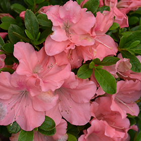 Plant Photo 4