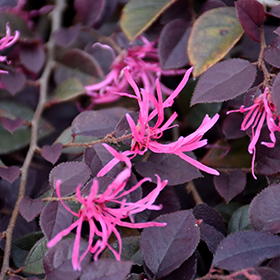 Plant Photo 1