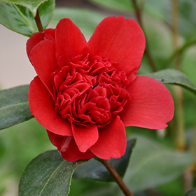Plant Photo 2
