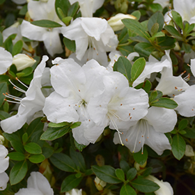 Plant Photo 2