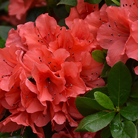 Plant Photo 6