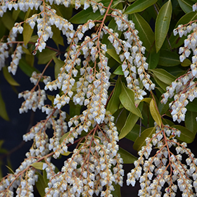 Plant Photo 5