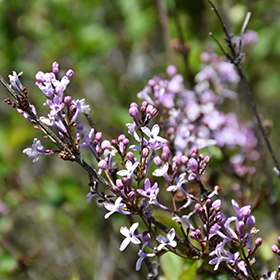 Plant Photo 8