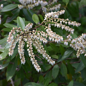 Plant Photo 4