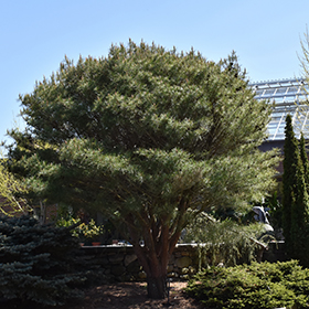 Plant Photo 2