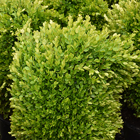 Plant Photo 5