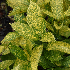 Plant Photo 10