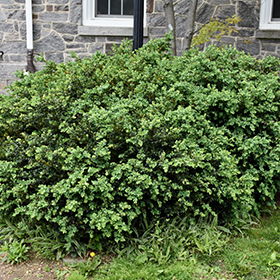 Plant Photo 6
