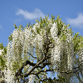Plant Photo 6