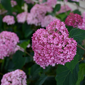 Plant Photo 3