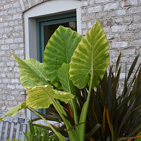 Tropical Photo