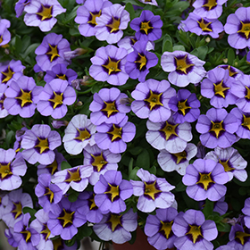 Bedding Plant Photo
