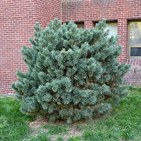 Plant Photo 8