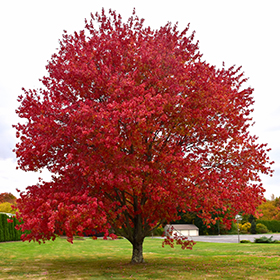 Plant Photo 10