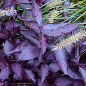 Plant Photo 4