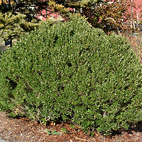 Plant Photo 4