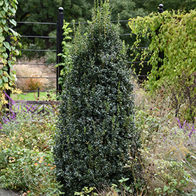 Plant Photo 4