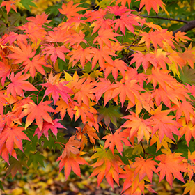 Plant Photo 4