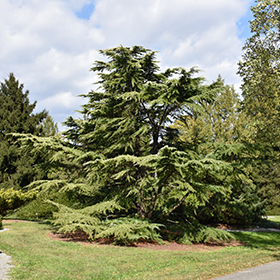 Plant Photo 9