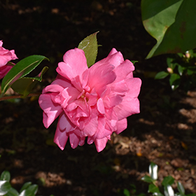 Plant Photo 4