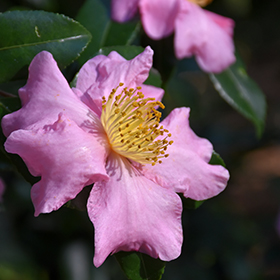 Plant Photo 1