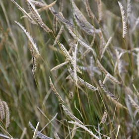 Plant Photo 2