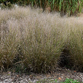 Plant Photo 10