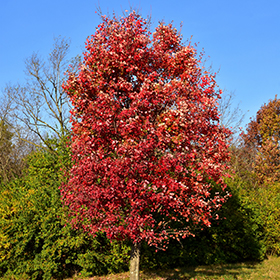 Plant Photo 1