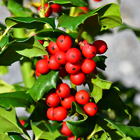 Plant Photo 9