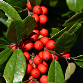 Plant Photo 7