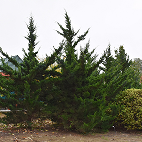 Plant Photo 5