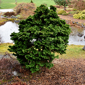 Plant Photo 9
