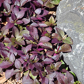 Plant Photo 5