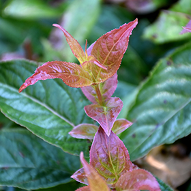 Plant Photo 7