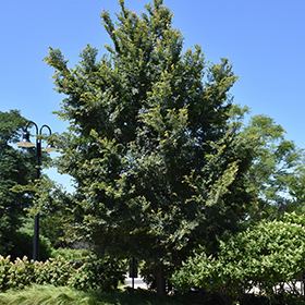 Plant Photo 1